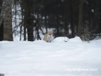 images/renard/renard-25-fВvrier-2013-01 copie.jpg